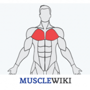 MuscleWiki